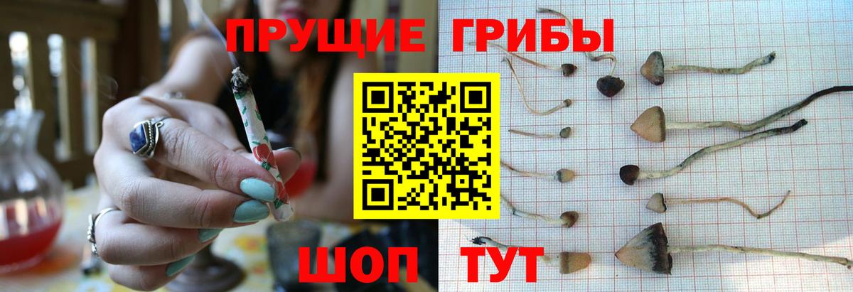 Псилоцибиновые грибы Cubensis Кингисепп